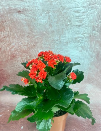 KALANCHOE