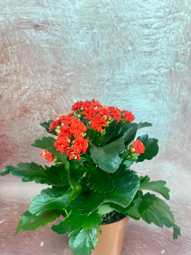 KALANCHOE