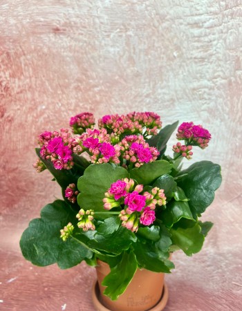 KALANCHOE