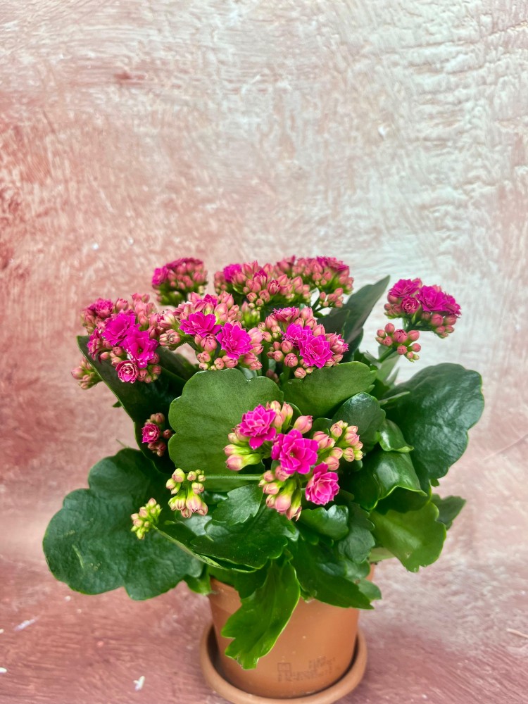 KALANCHOE