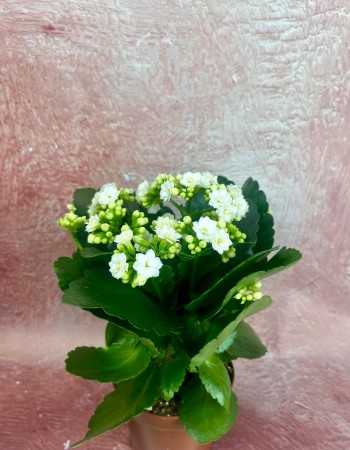 KALANCHOE