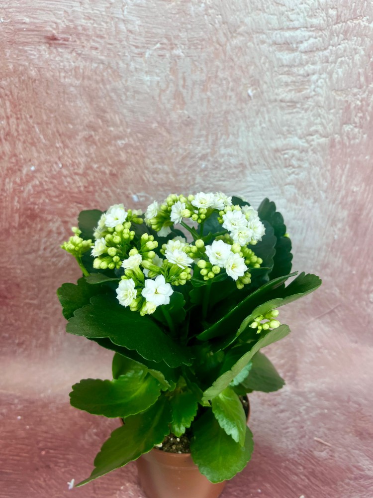 KALANCHOE