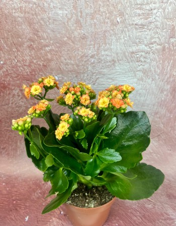 KALANCHOE