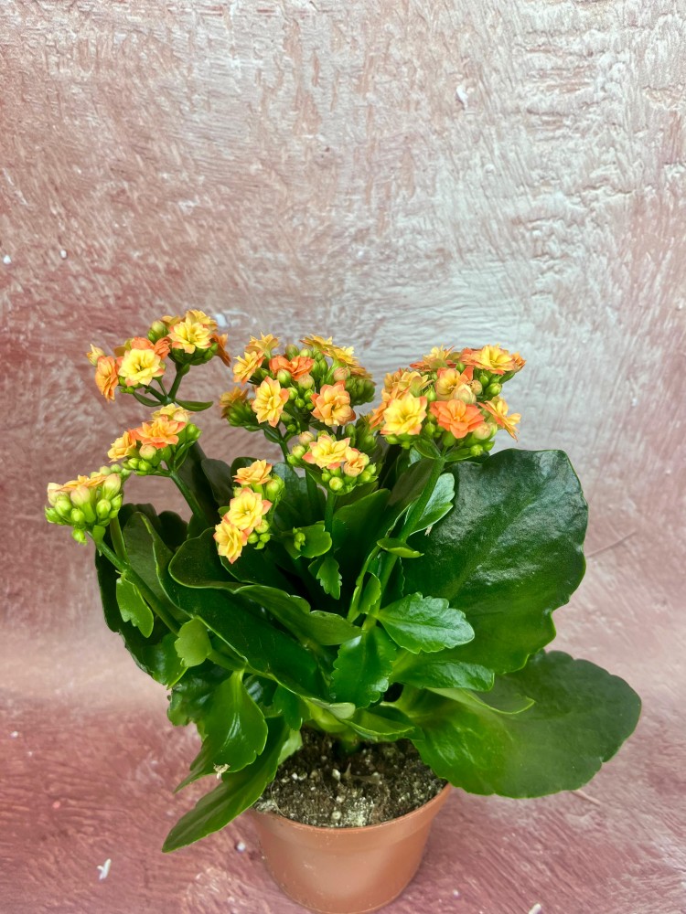 KALANCHOE