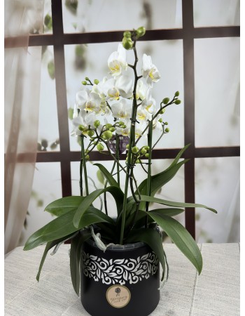 Beyaz Phalaenopsis Orkidesi