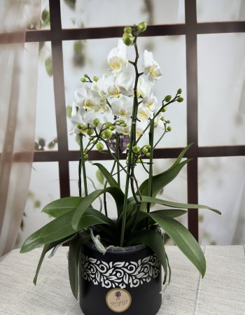 Beyaz Phalaenopsis Orkidesi