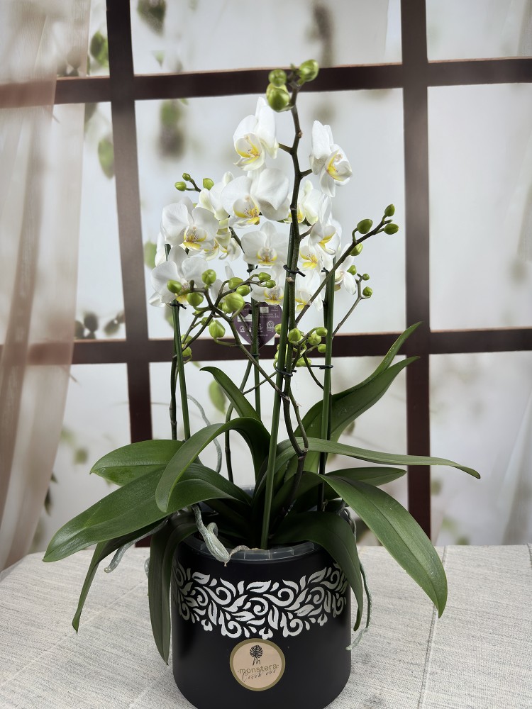 Beyaz Phalaenopsis Orkidesi