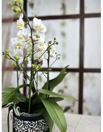 Beyaz Phalaenopsis Orkidesi