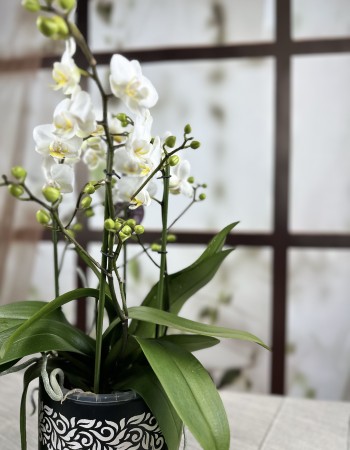 Beyaz Phalaenopsis Orkidesi