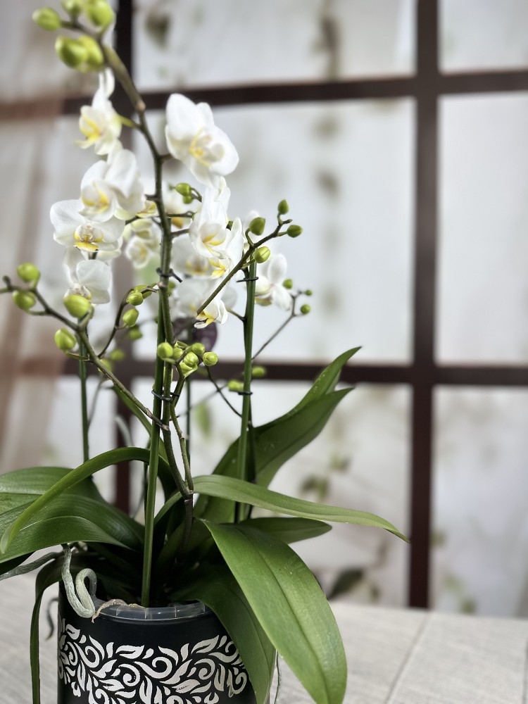 Beyaz Phalaenopsis Orkidesi