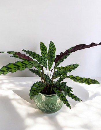 Calathea Lancifolia