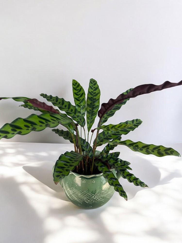 Calathea Lancifolia