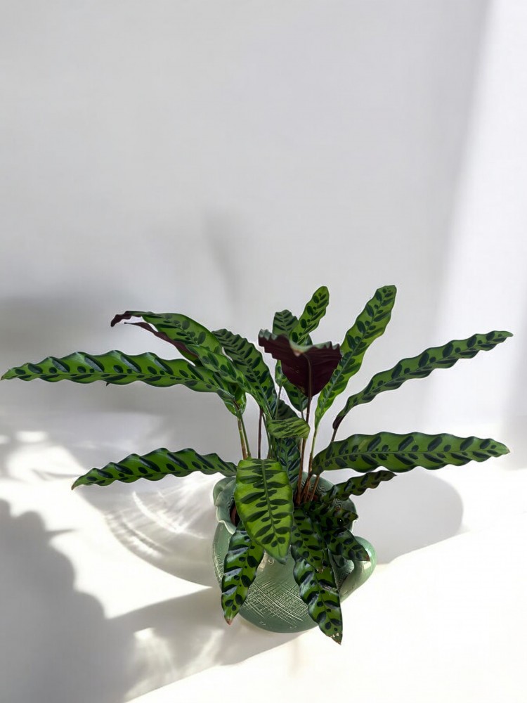 Calathea Lancifolia