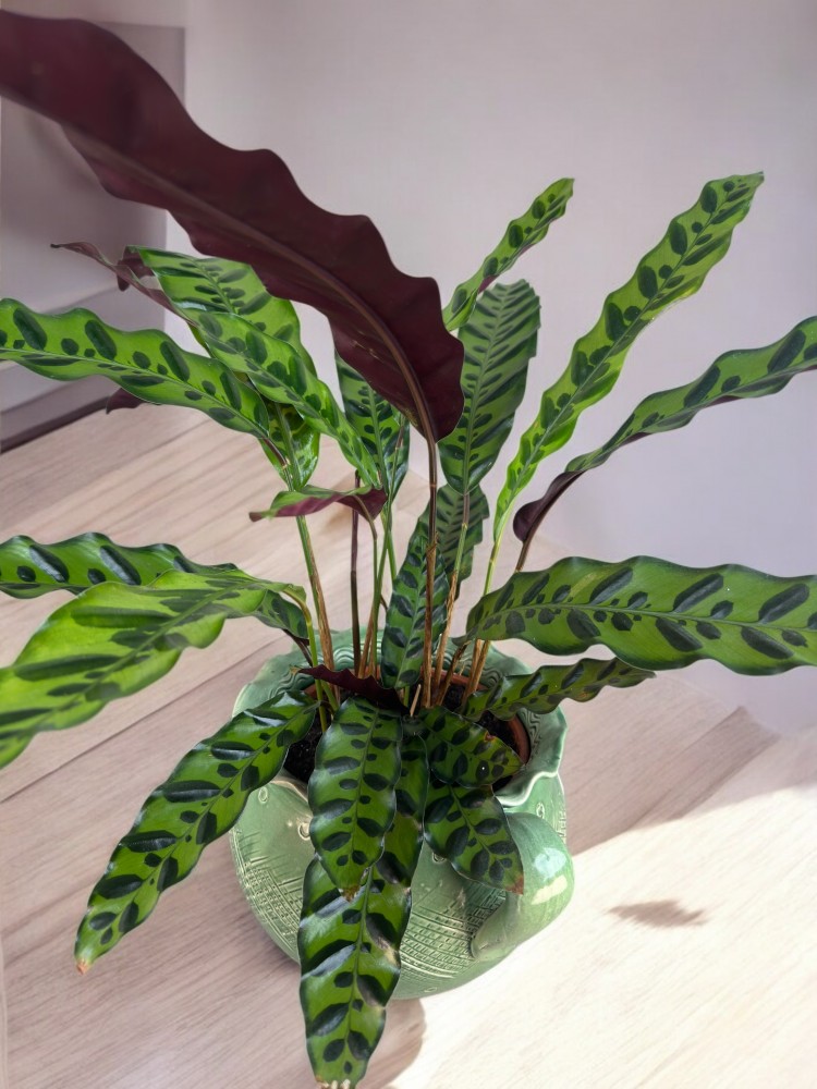 Calathea Lancifolia