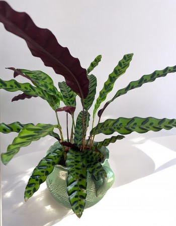 Calathea Lancifolia