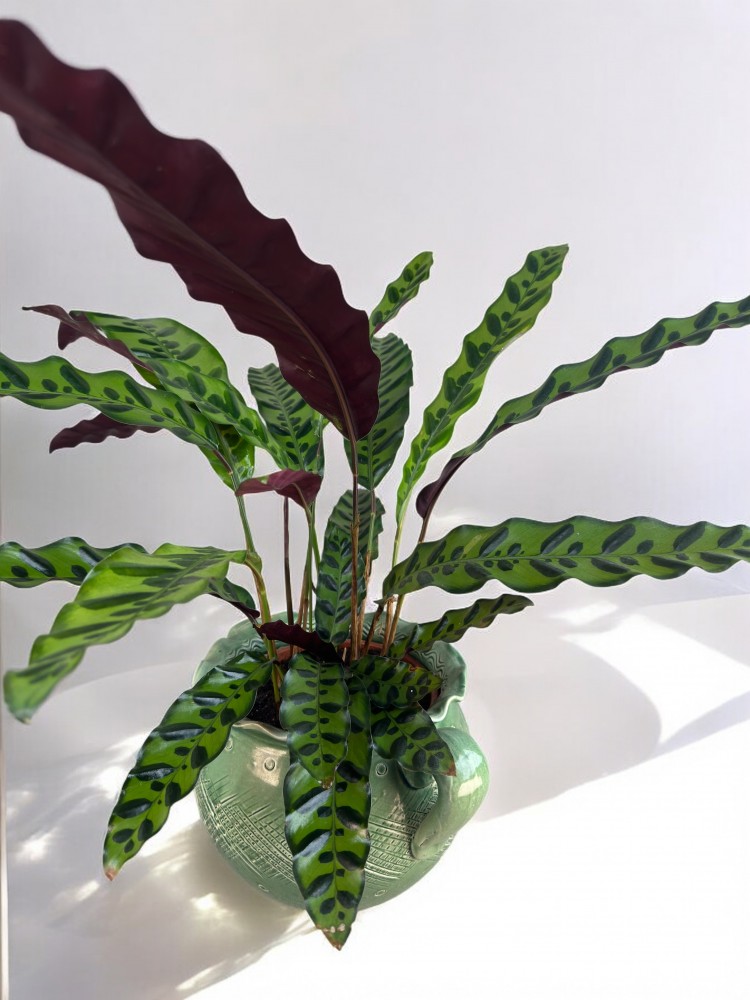 Calathea Lancifolia