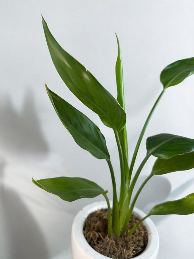 Strelitzia Reginae