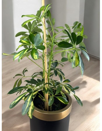 Schefflera (Şeflera)