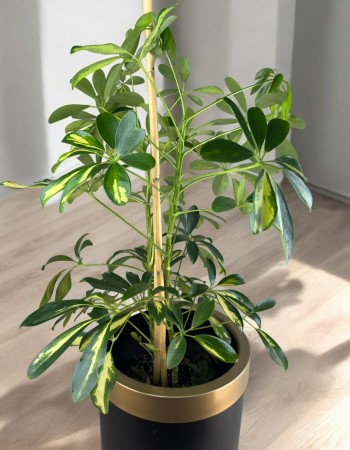 Schefflera (Şeflera)