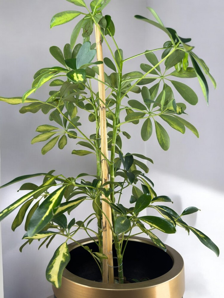 Schefflera (Şeflera)