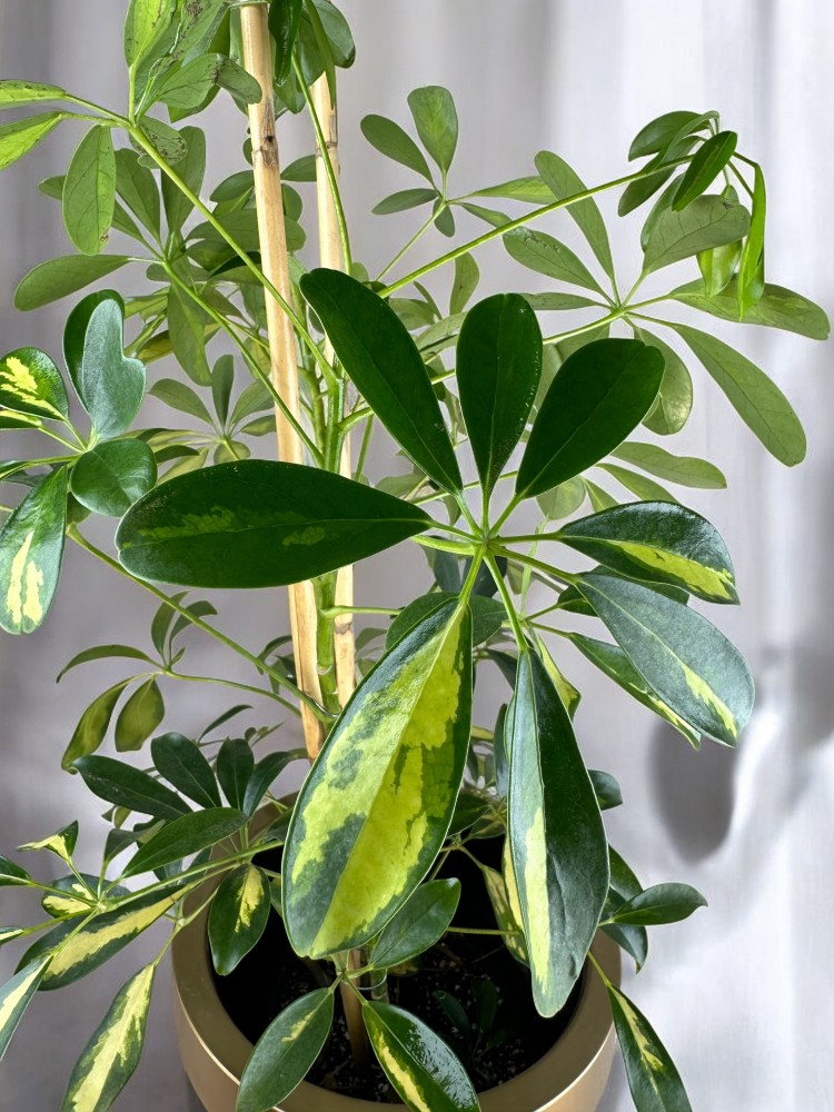 Schefflera (Şeflera)