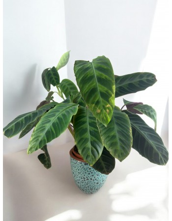 Calathea Makoyana