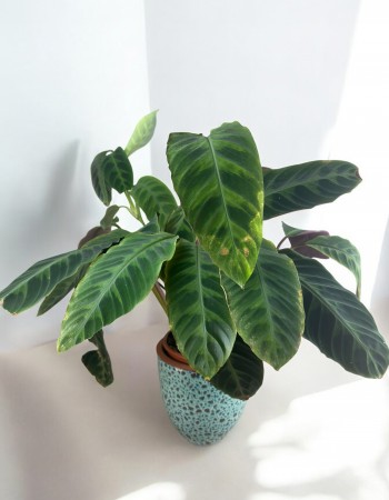 Calathea Makoyana