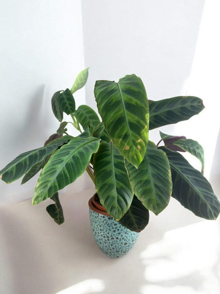 Calathea Makoyana