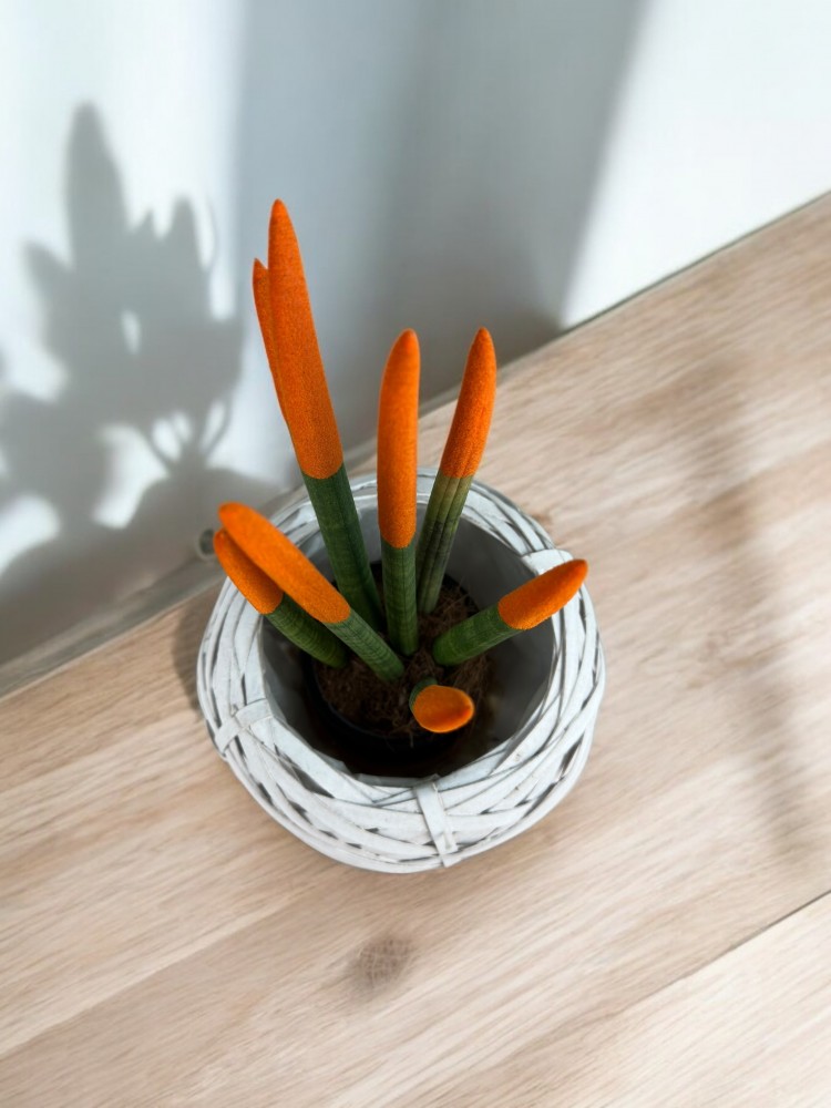 Sansevieria Cylindrica (Mızrak Kılıcı)