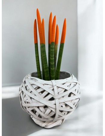 Sansevieria Cylindrica (Mızrak Kılıcı)