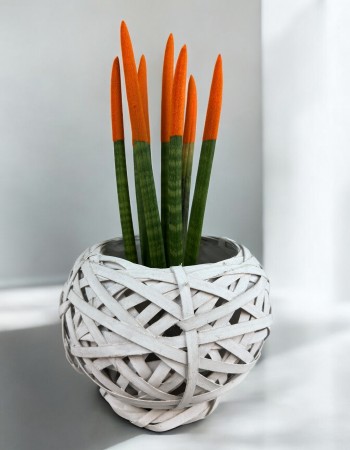 Sansevieria Cylindrica (Mızrak Kılıcı)