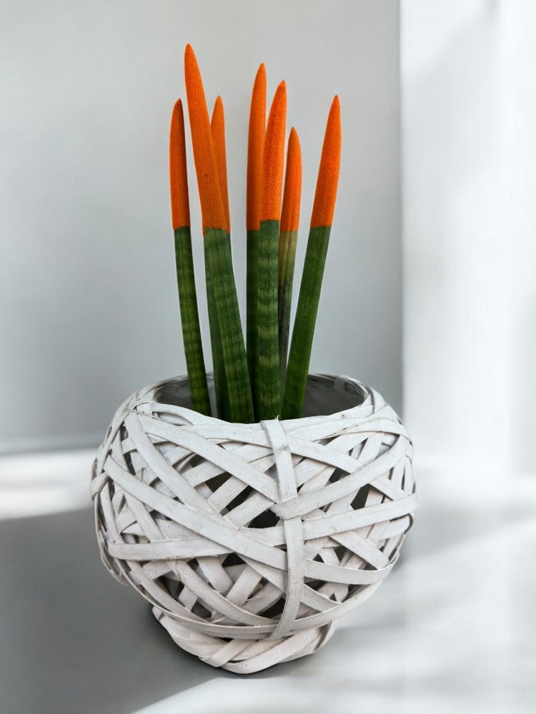 Sansevieria Cylindrica (Mızrak Kılıcı)