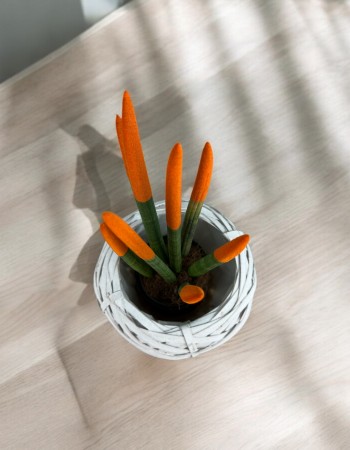 Sansevieria Cylindrica (Mızrak Kılıcı)