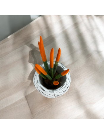 Sansevieria Cylindrica (Mızrak Kılıcı)