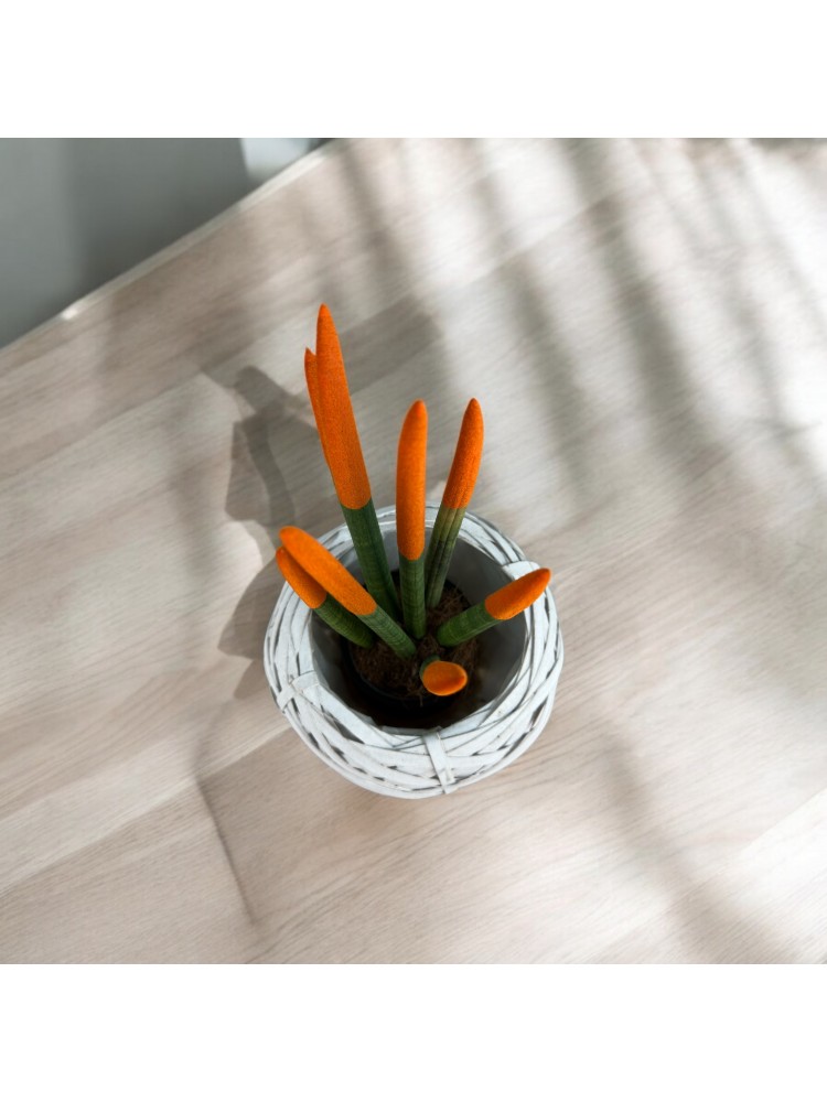 Sansevieria Cylindrica (Mızrak Kılıcı)