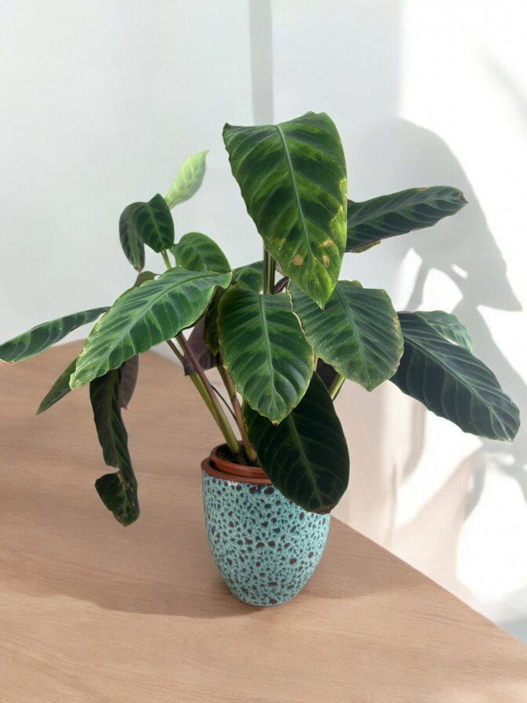 Calathea Makoyana