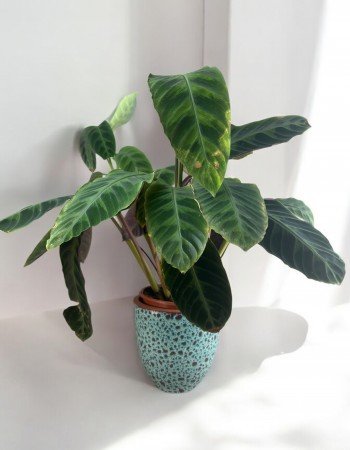 Calathea Makoyana