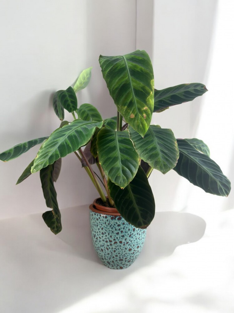 Calathea Makoyana