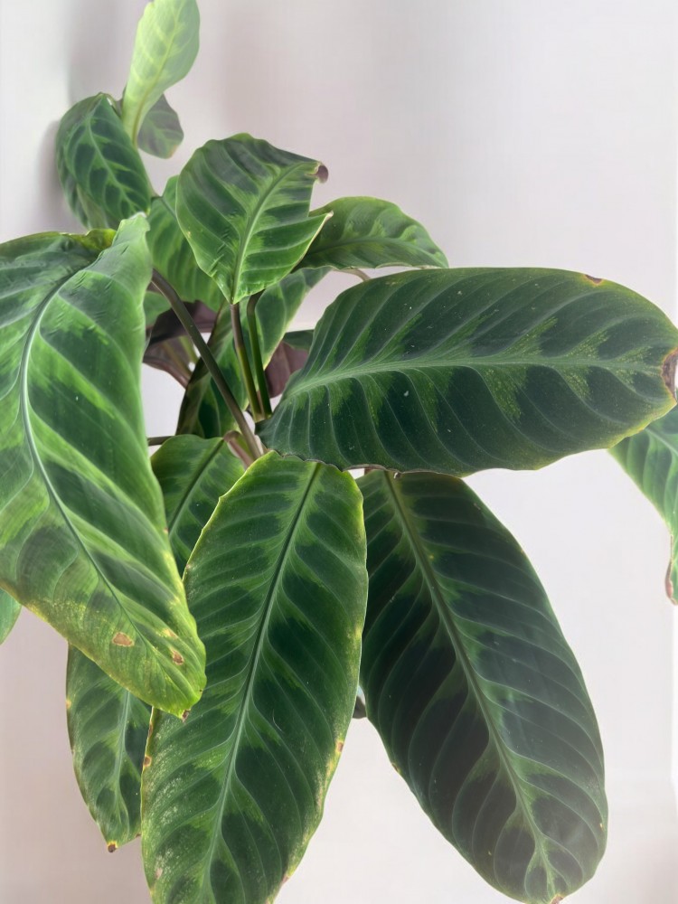 Calathea Makoyana