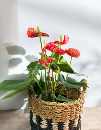 Anthurium