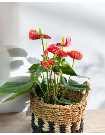 Anthurium