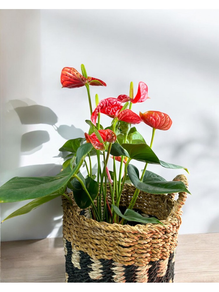 Anthurium