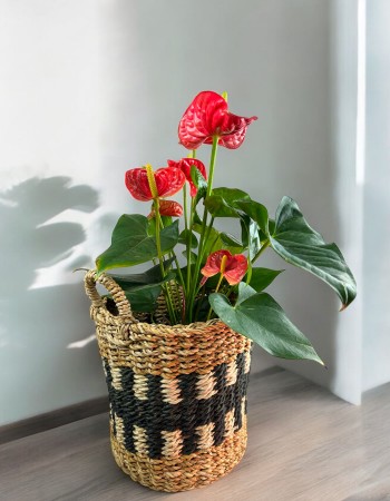 Anthurium