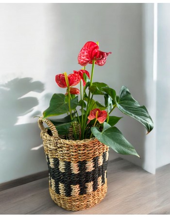 Anthurium