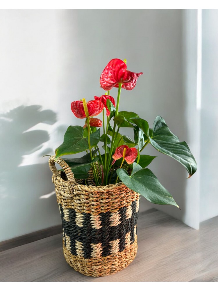 Anthurium