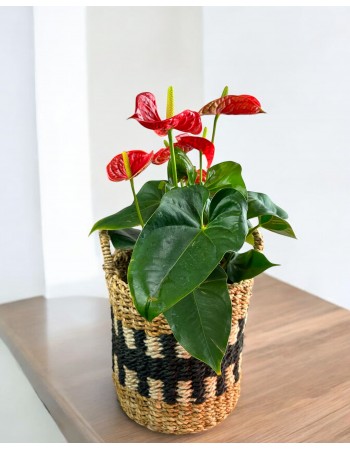 Anthurium