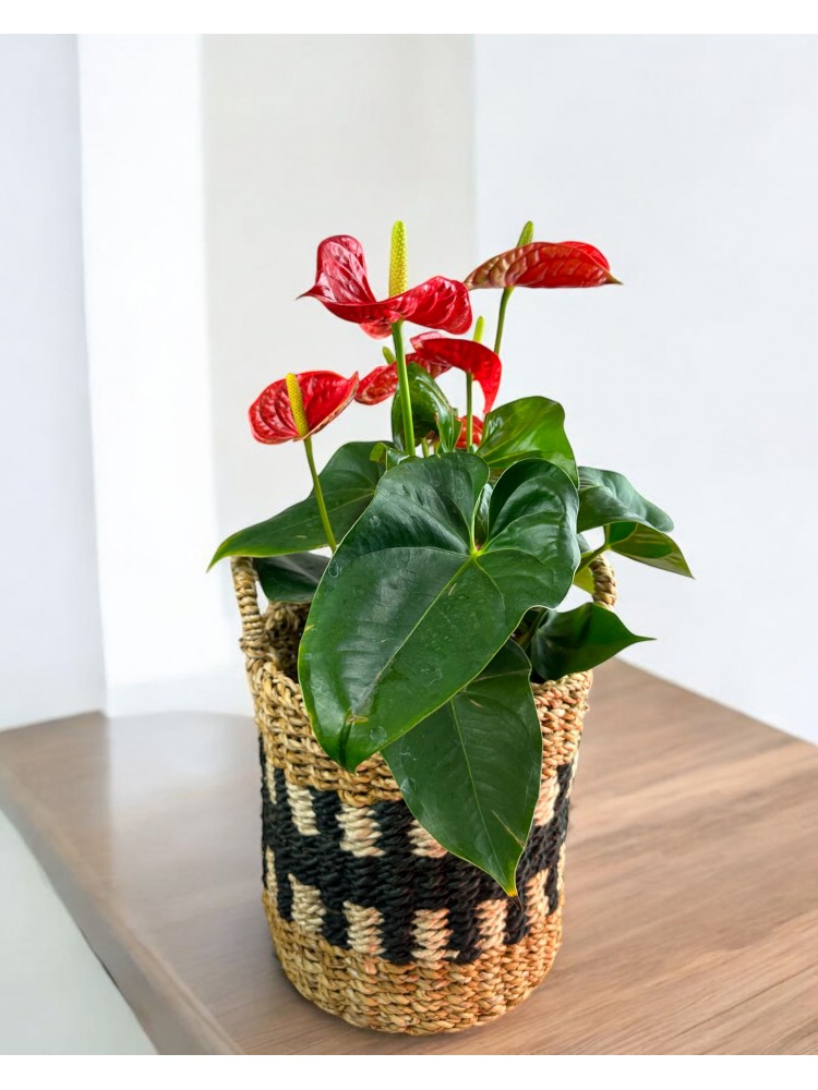 Anthurium