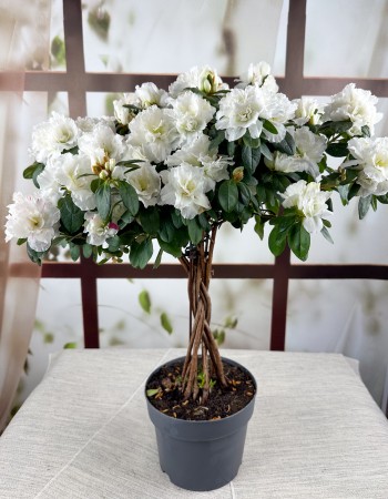 WHİTE AZALEA (Baston Açelya)