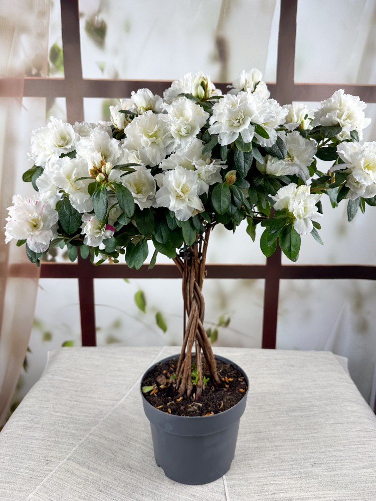 WHİTE AZALEA (Baston Açelya)