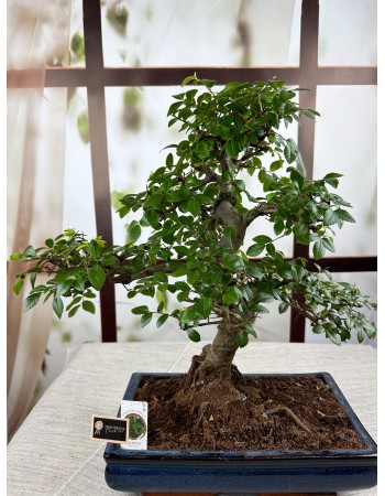 BONSAİ ZELKOVA